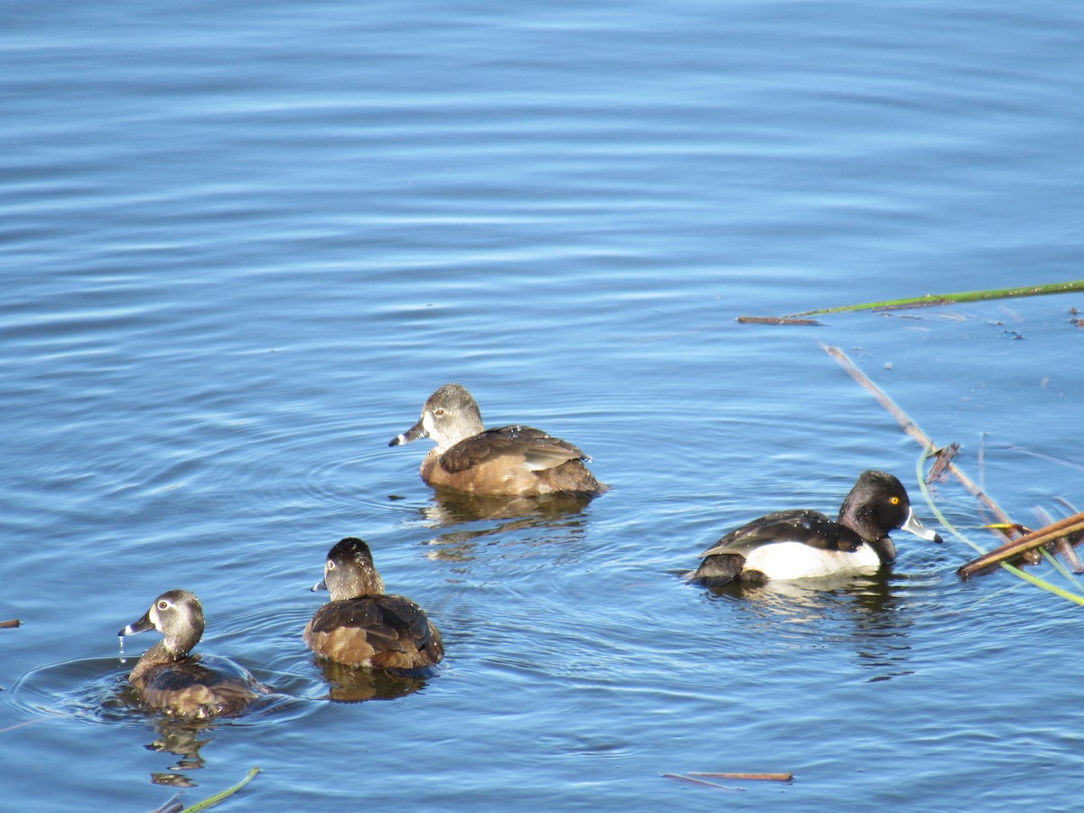 Ring-necked Duck - ML134349281