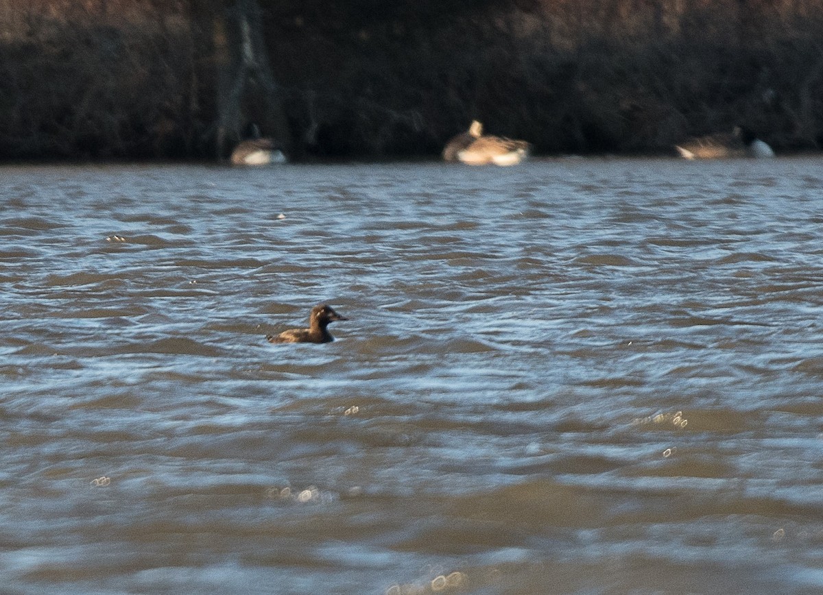 White-winged Scoter - ML134351081