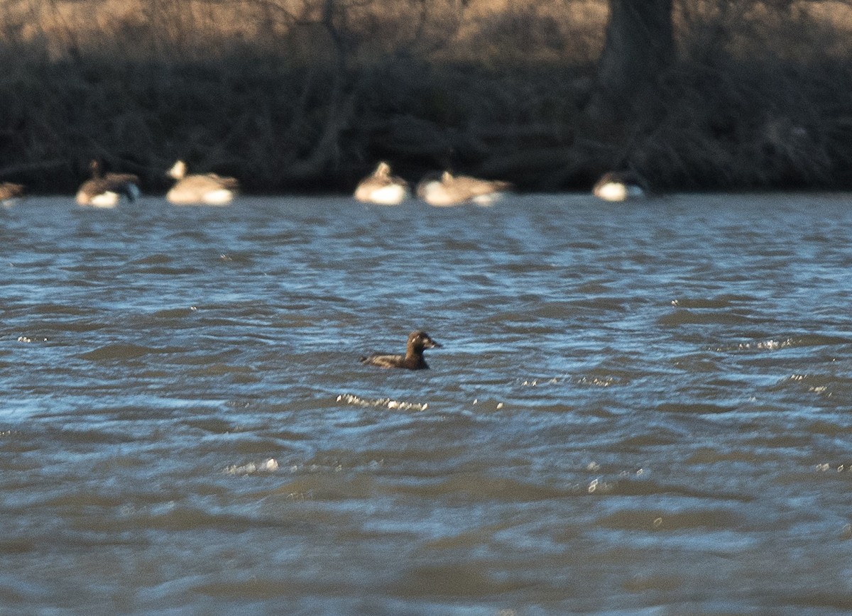 White-winged Scoter - ML134351101