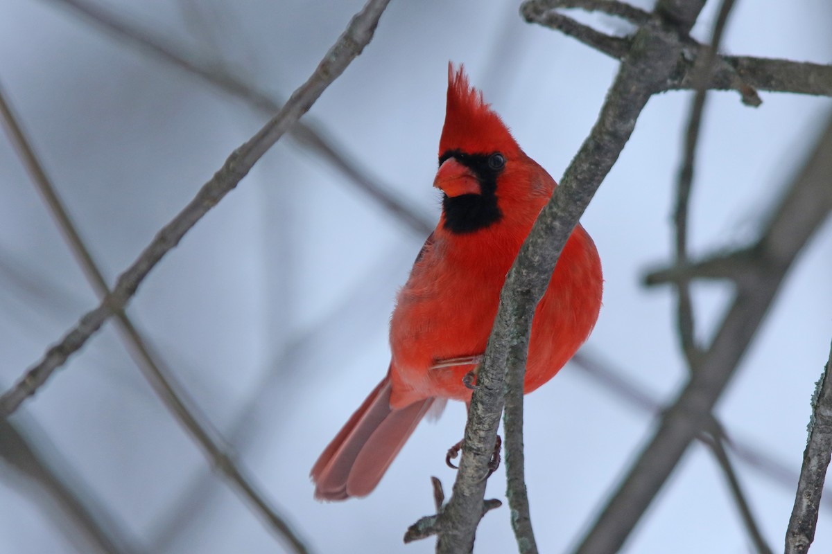 Cardinal rouge - ML134352691