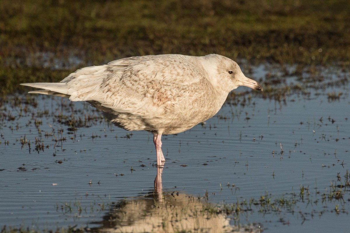 Glaucous Gull - ML134352871