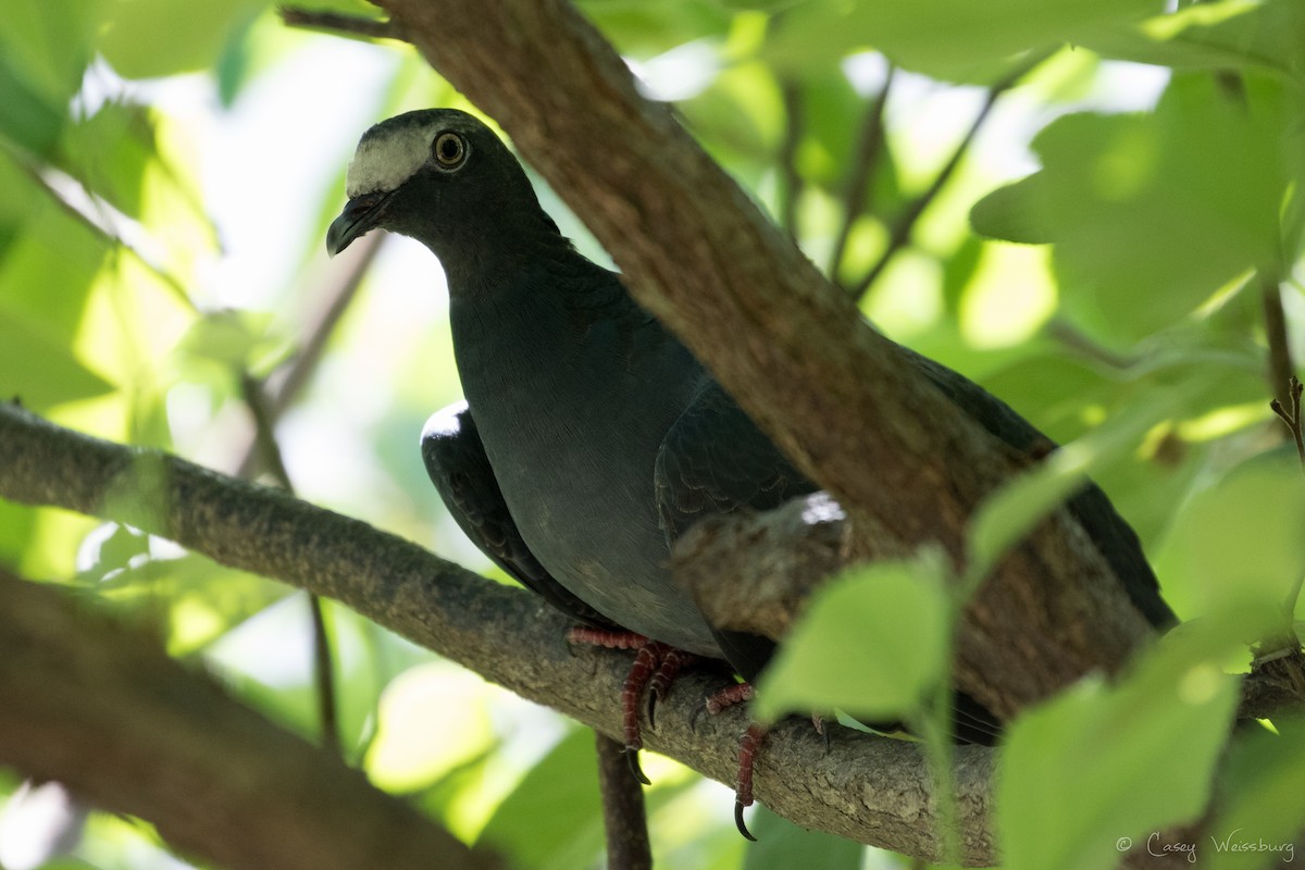 Pigeon à couronne blanche - ML134353291