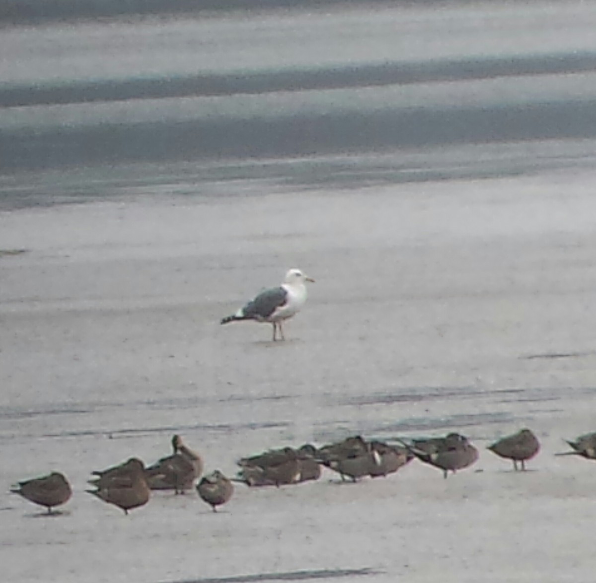Western Gull - ML134354751