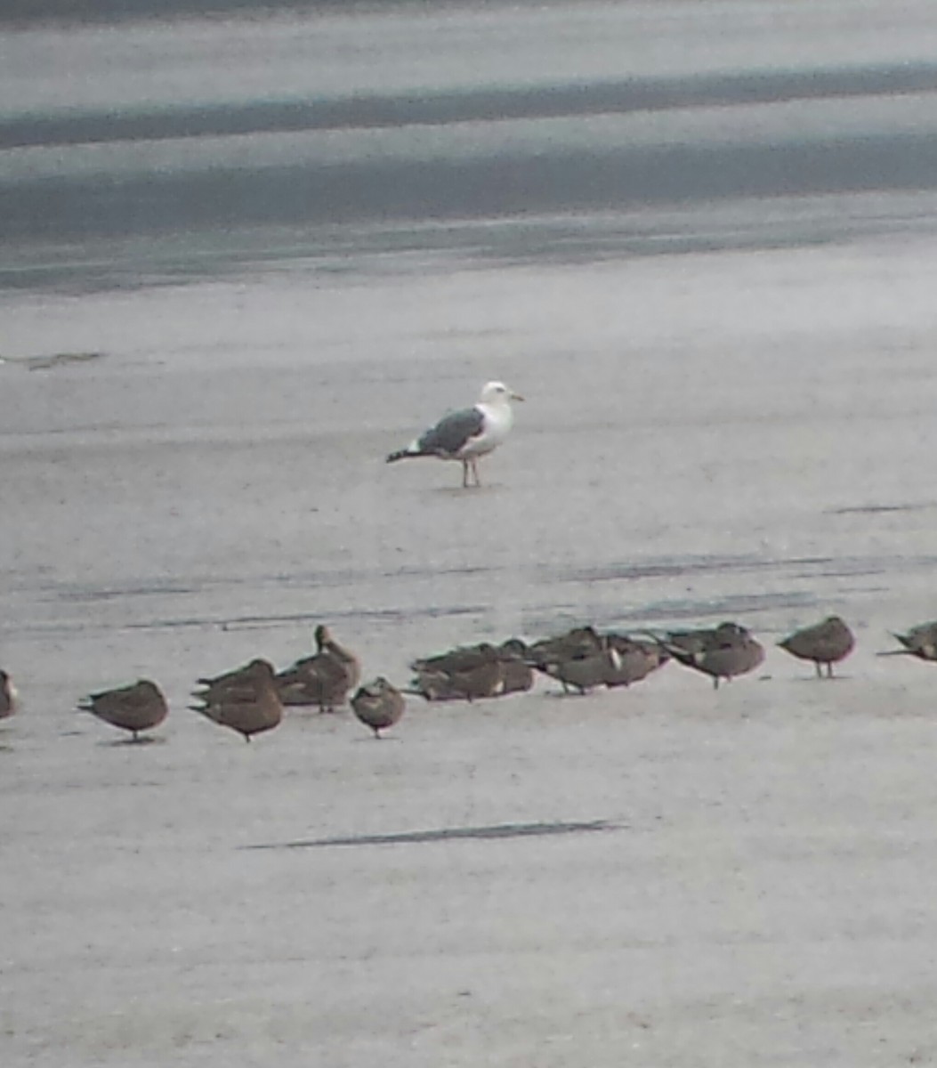 Western Gull - ML134354791