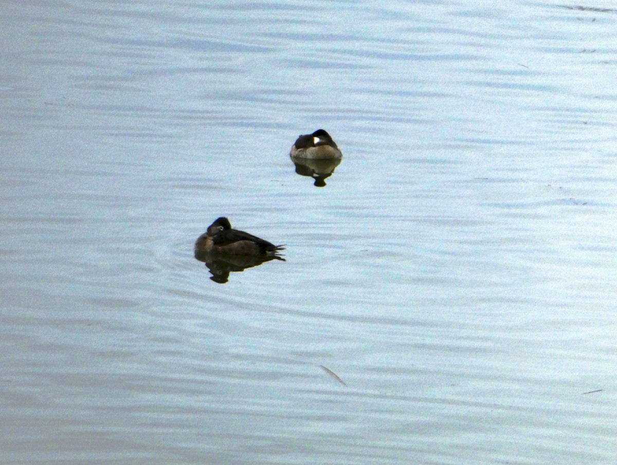 Ruddy Duck - Ann Hunkins