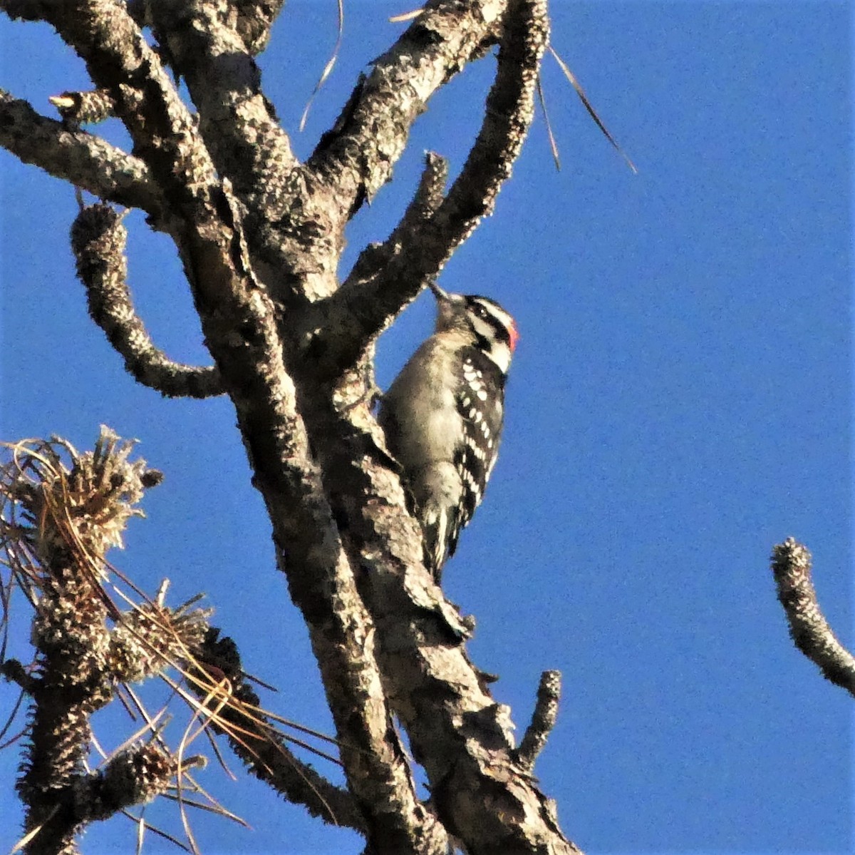 Downy Woodpecker - ML134354911