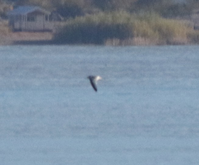 Black-legged Kittiwake - ML134356991