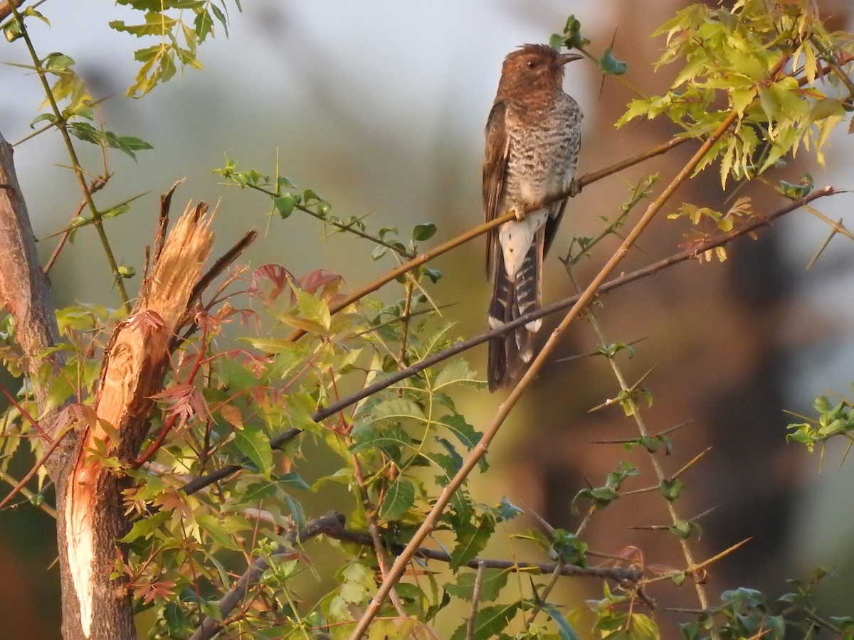 Gray-bellied Cuckoo - ML134357541