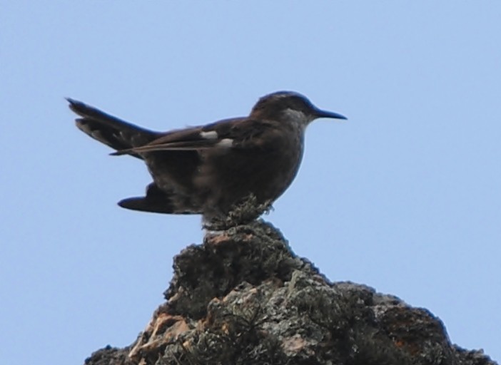 White-winged Cinclodes - andres ebel