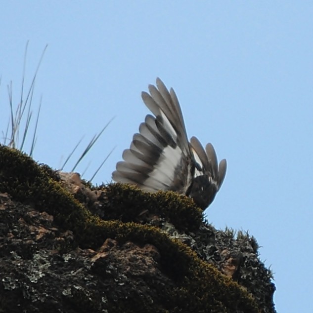 White-winged Cinclodes - andres ebel