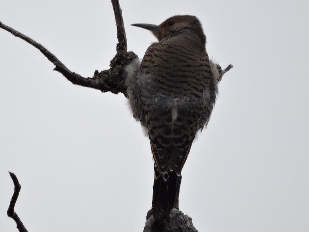 Northern Flicker (Red-shafted) - Melody Walsh
