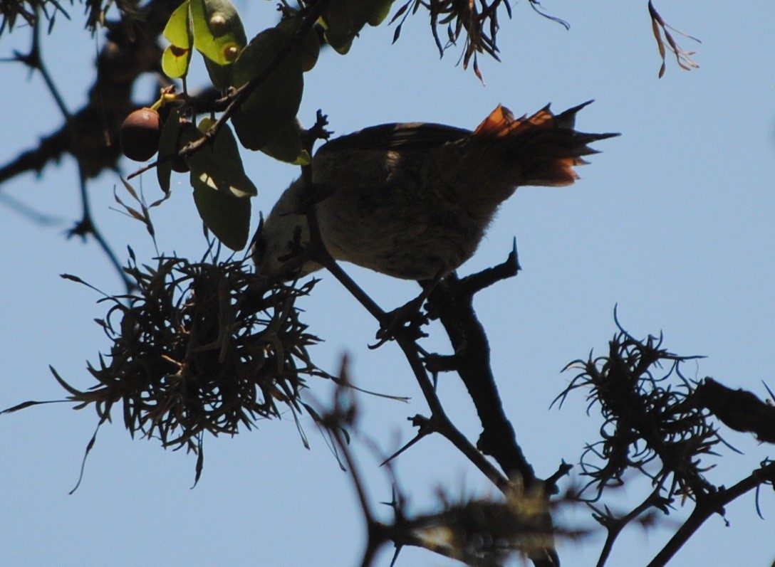 Stripe-crowned Spinetail - ML134357811