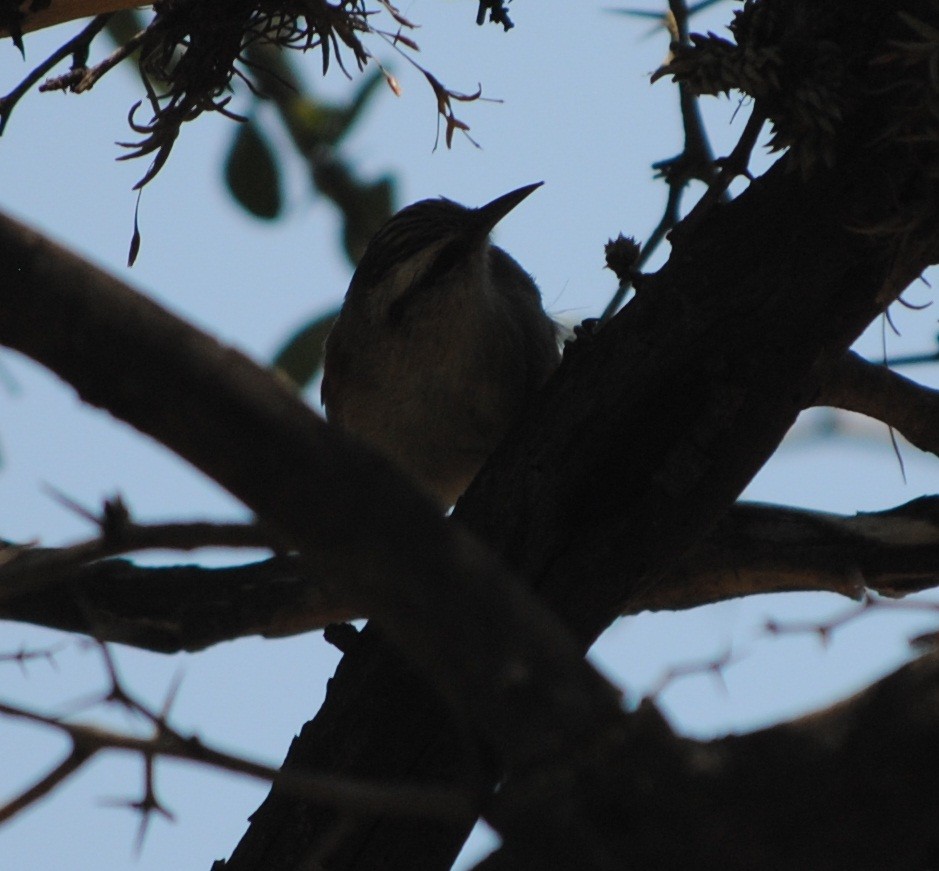 Stripe-crowned Spinetail - ML134357821