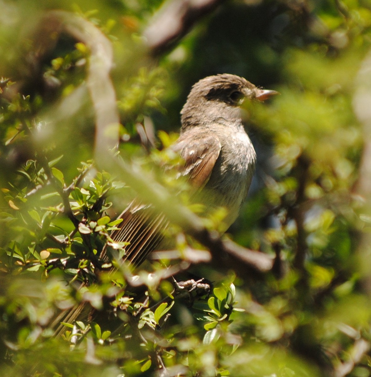 Small-billed Elaenia - ML134358271