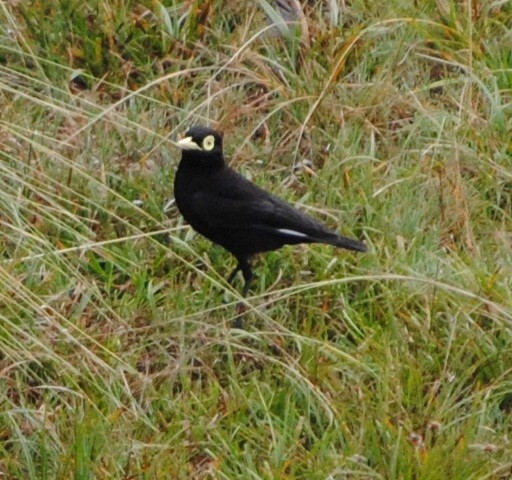 Spectacled Tyrant - andres ebel