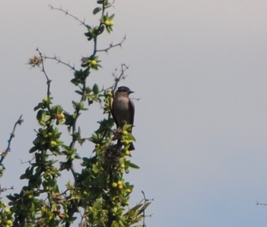 Crowned Slaty Flycatcher - andres ebel