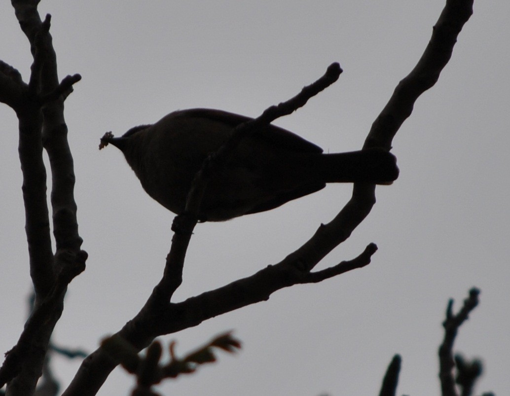 Masked Gnatcatcher - andres ebel