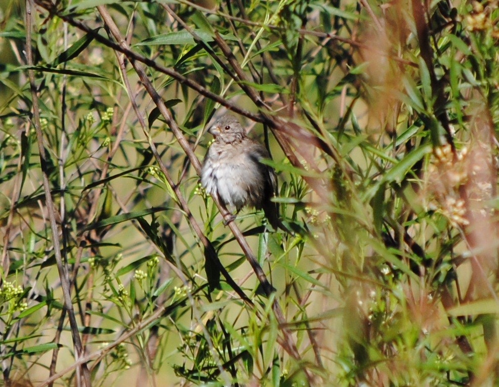 Double-collared Seedeater - andres ebel