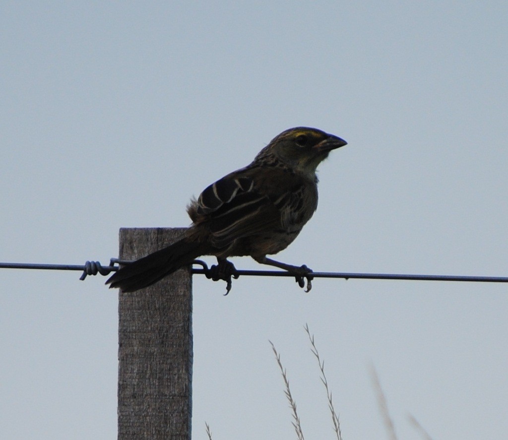 Great Pampa-Finch - andres ebel