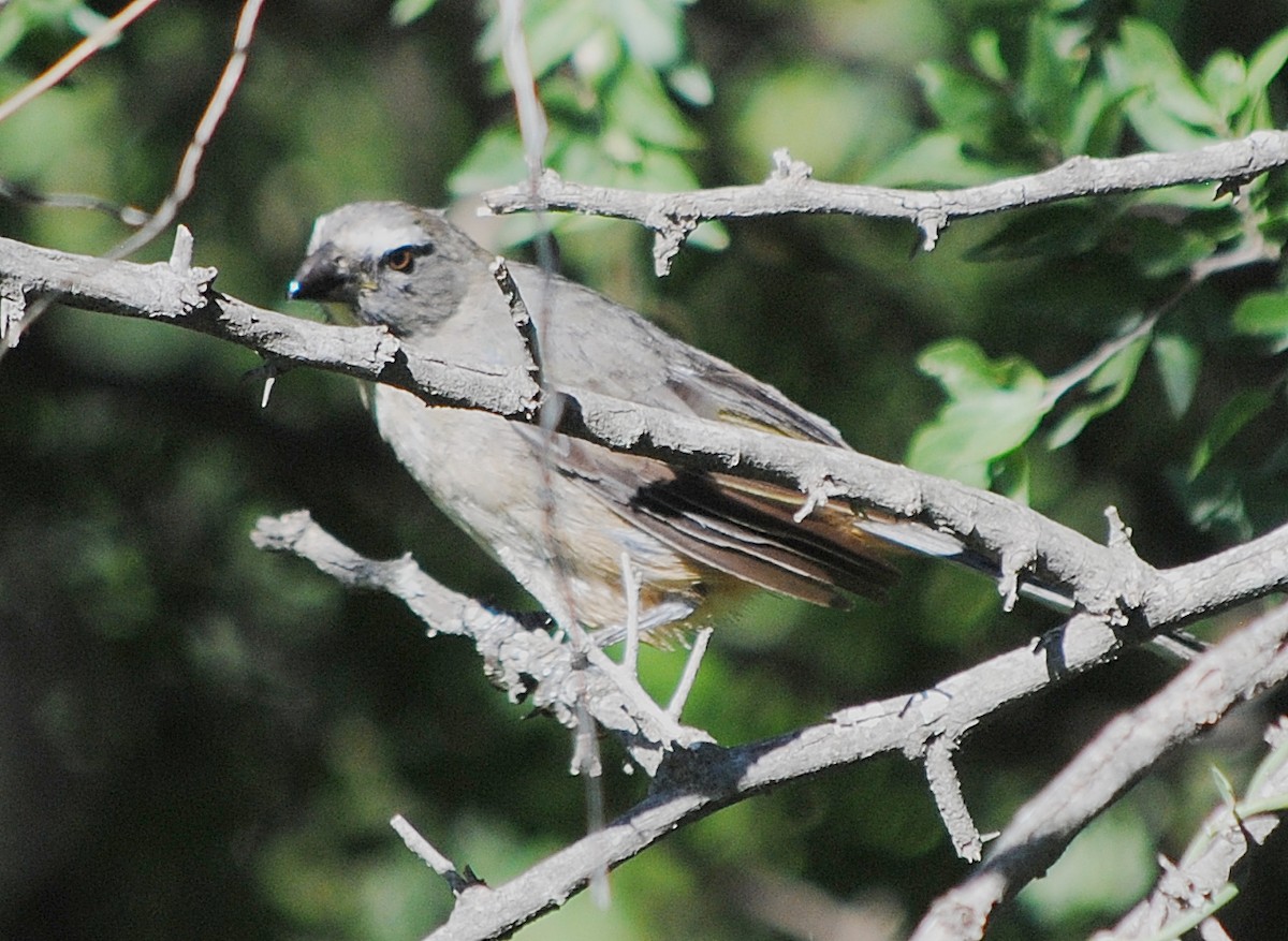 Bluish-gray Saltator - andres ebel