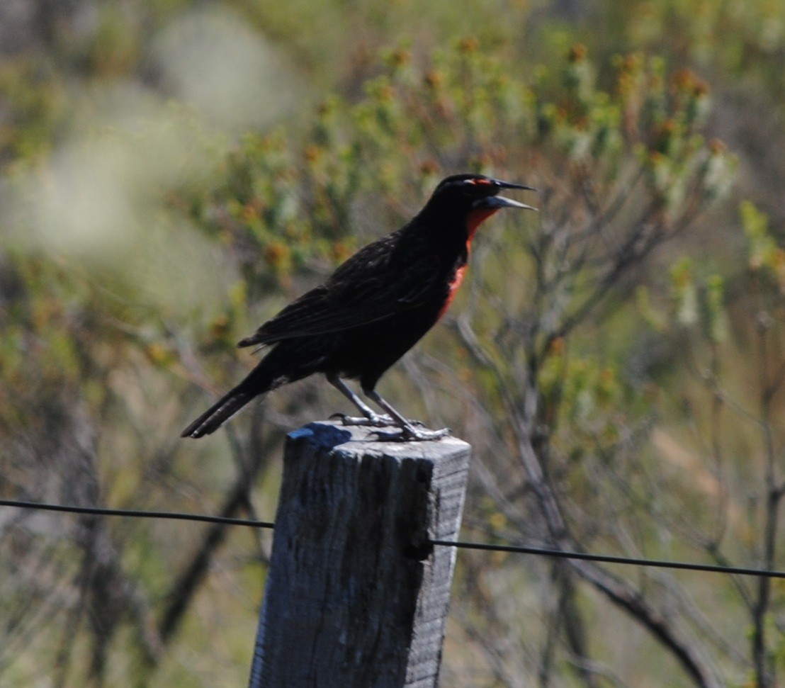 Long-tailed Meadowlark - ML134360291