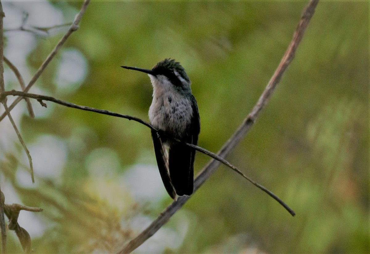 kolibřík modroocasý - ML134362711