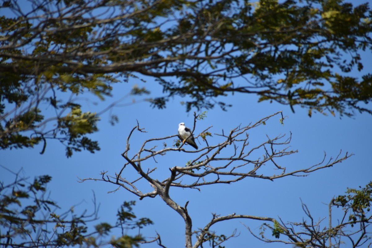 White-tailed Kite - ML134362971