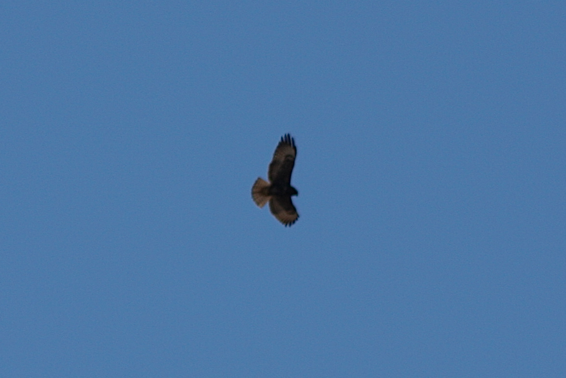 Short-tailed Hawk - ML134363611