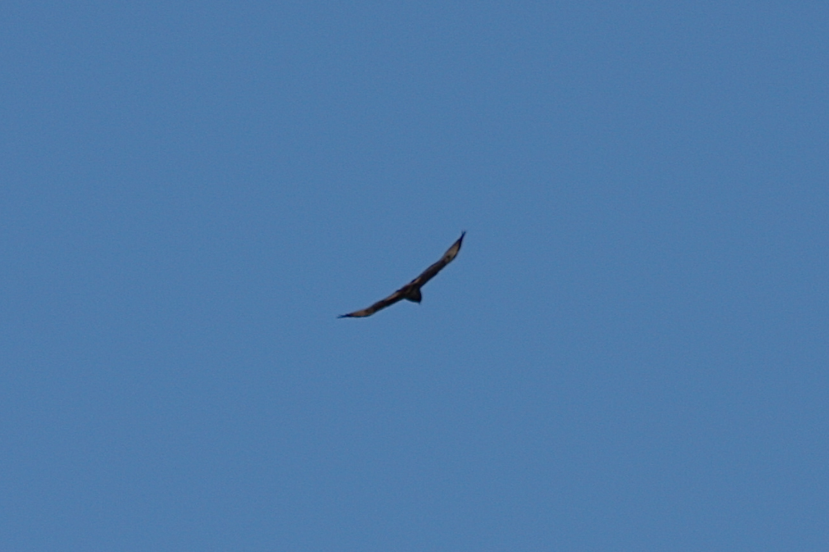 Short-tailed Hawk - ML134363631