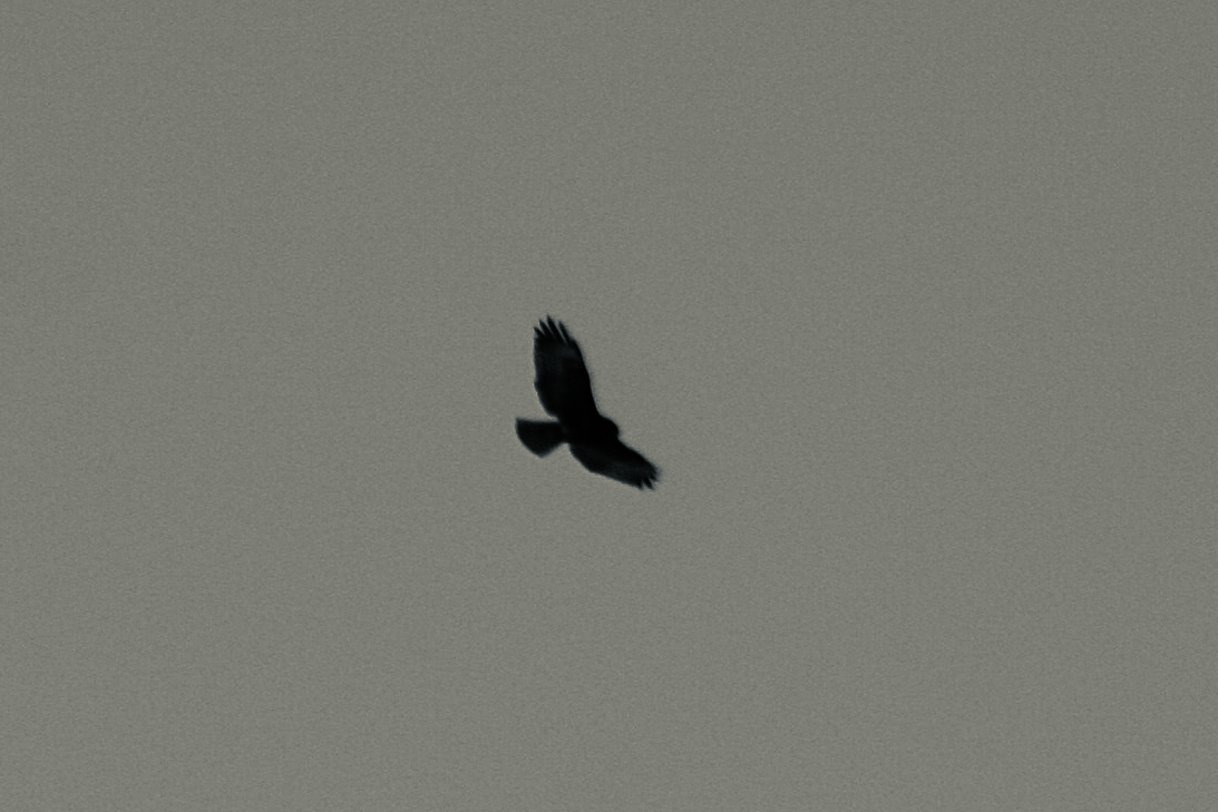 Short-tailed Hawk - ML134363671