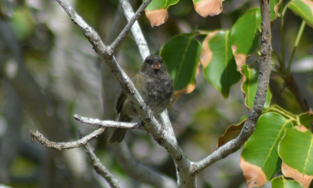 Black-faced Grassquit - ML134365681