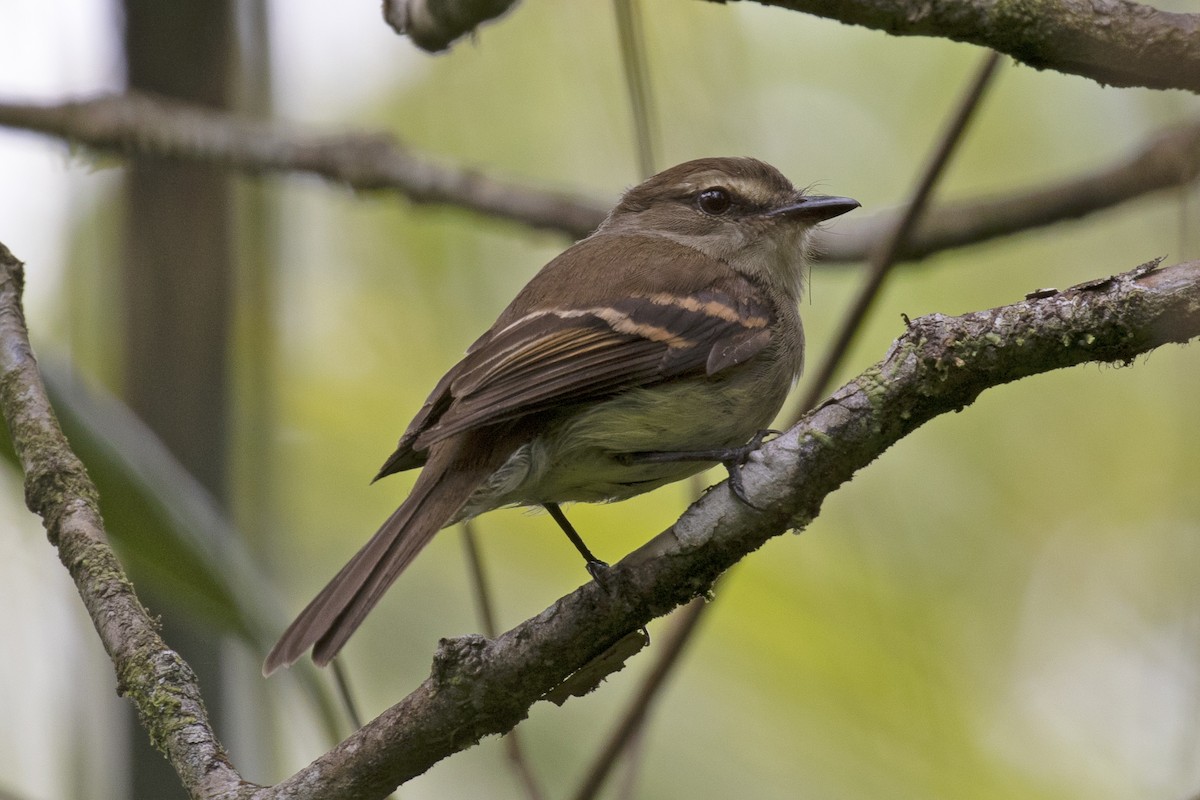 Fuscous Flycatcher - ML134365961