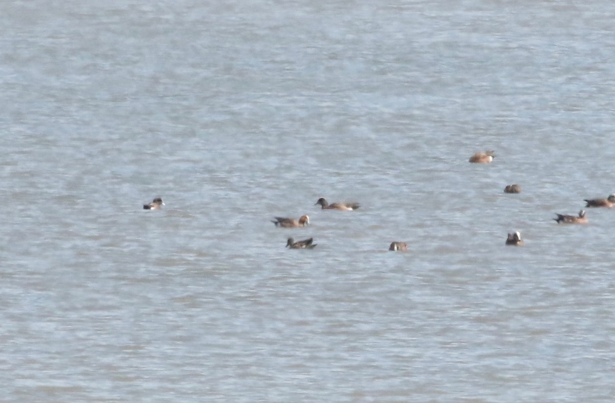 Eurasian Wigeon - ML134366191