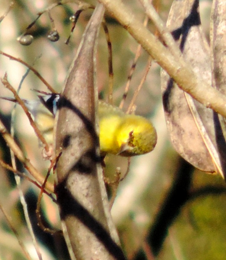 American Goldfinch - ML134366861