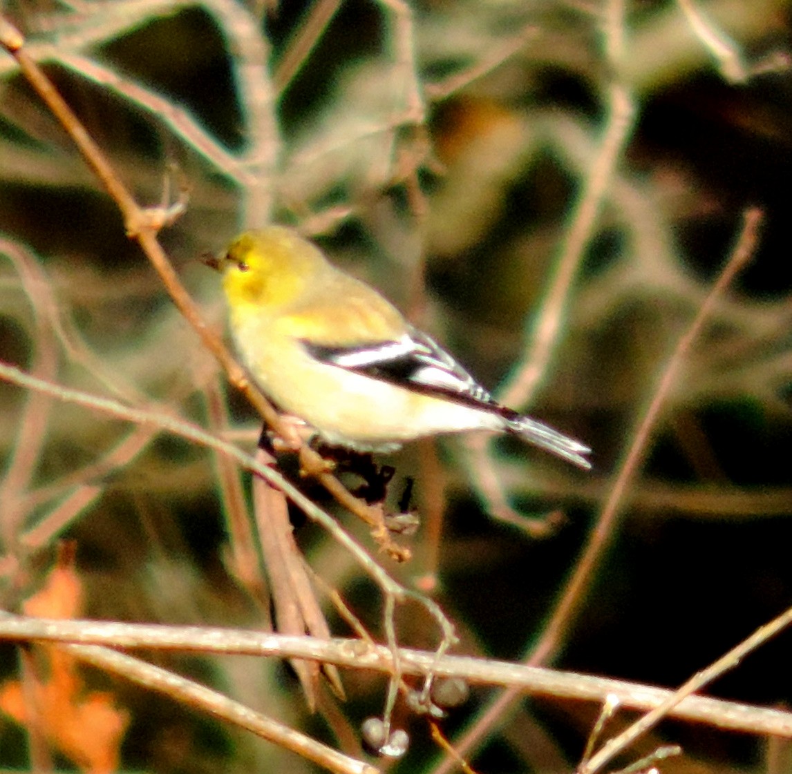 American Goldfinch - ML134366941