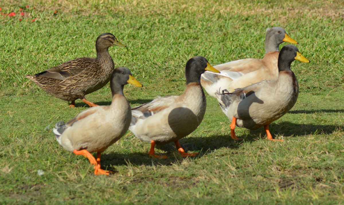 Mallard (Domestic type) - Keith M Kemp