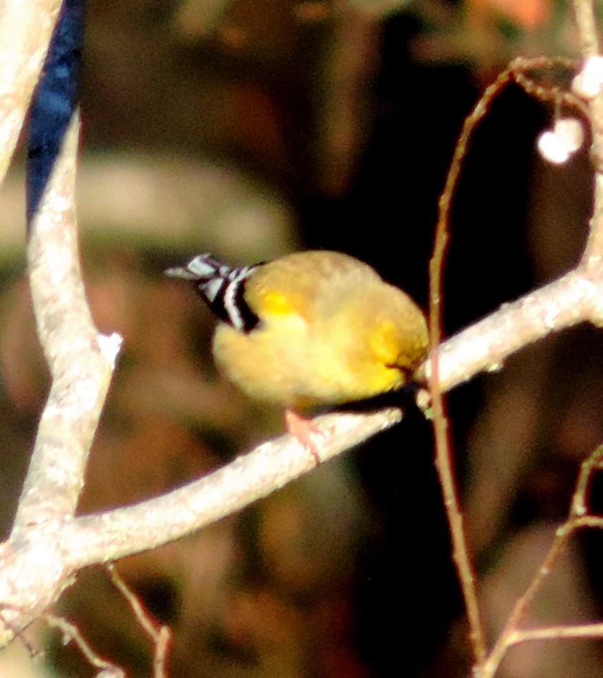 American Goldfinch - ML134367011