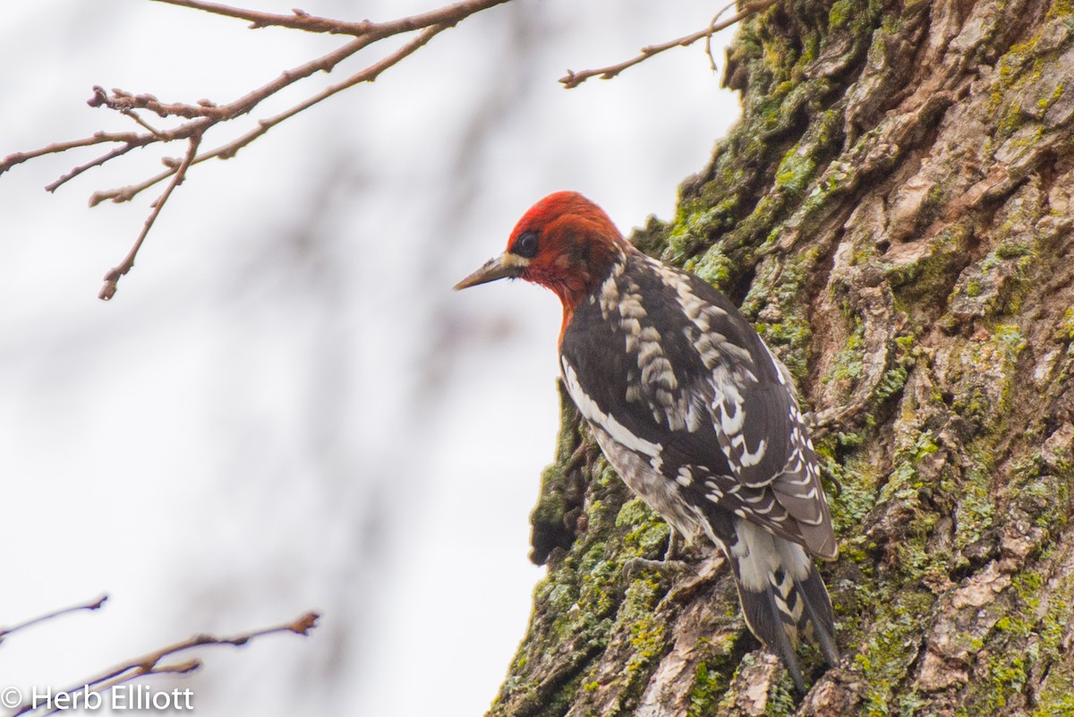 Red-breasted Sapsucker - Herb Elliott