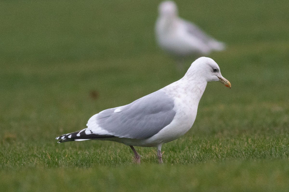 Iceland Gull (Thayer's) - ML134368001