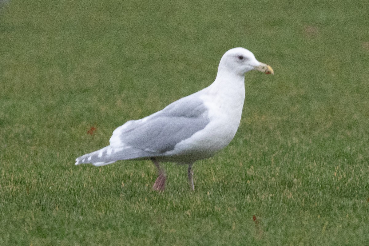 Glaucous-winged Gull - ML134368021