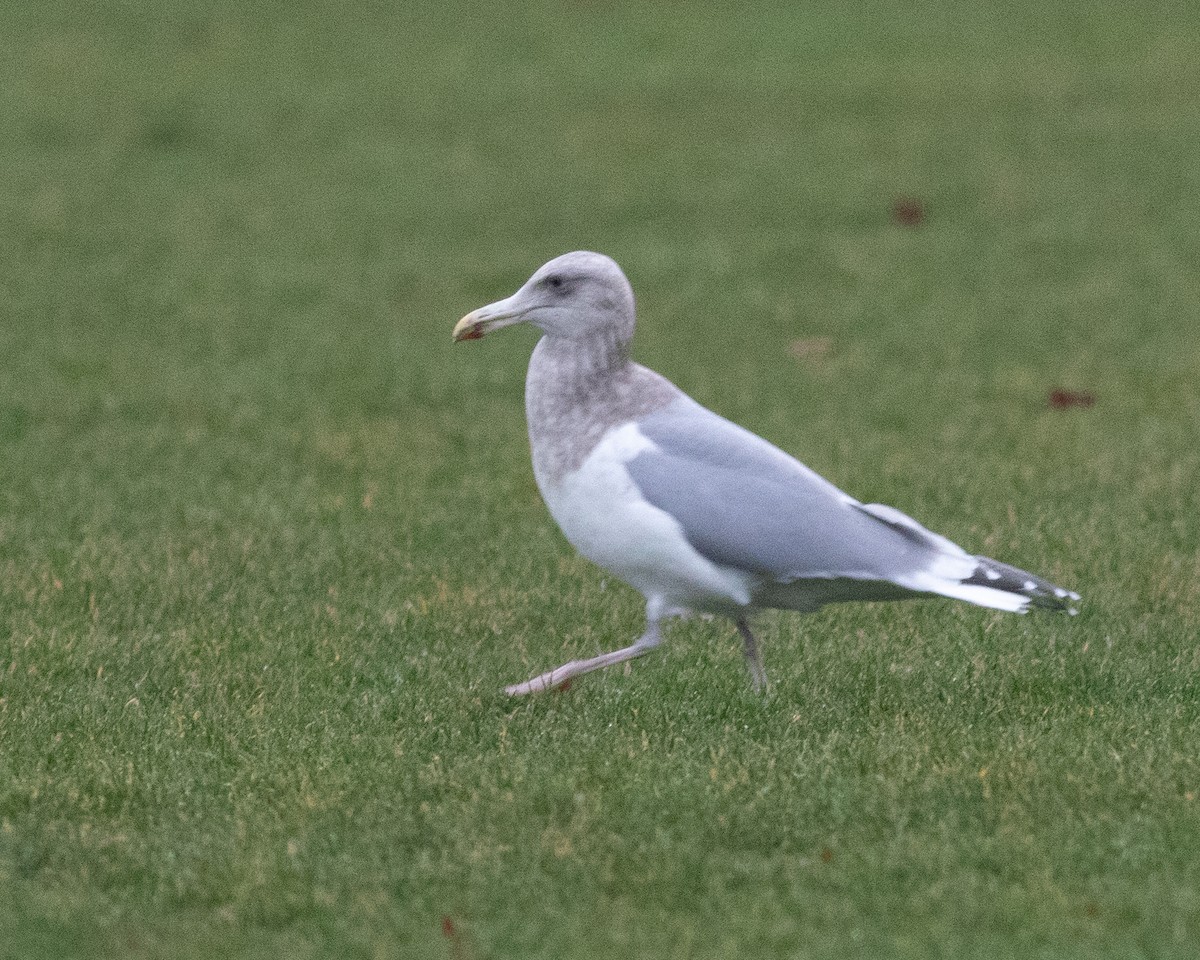 goéland ou mouette sp. - ML134368061