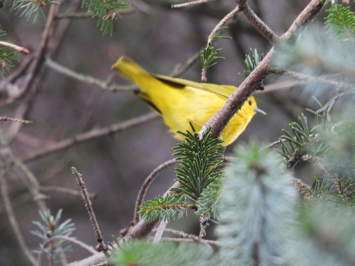 Yellow Warbler - Colby Neuman