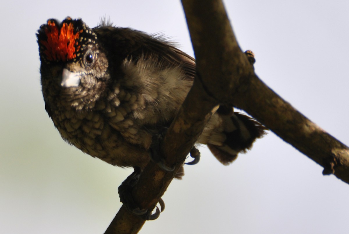 Arrowhead Piculet - ML134370571