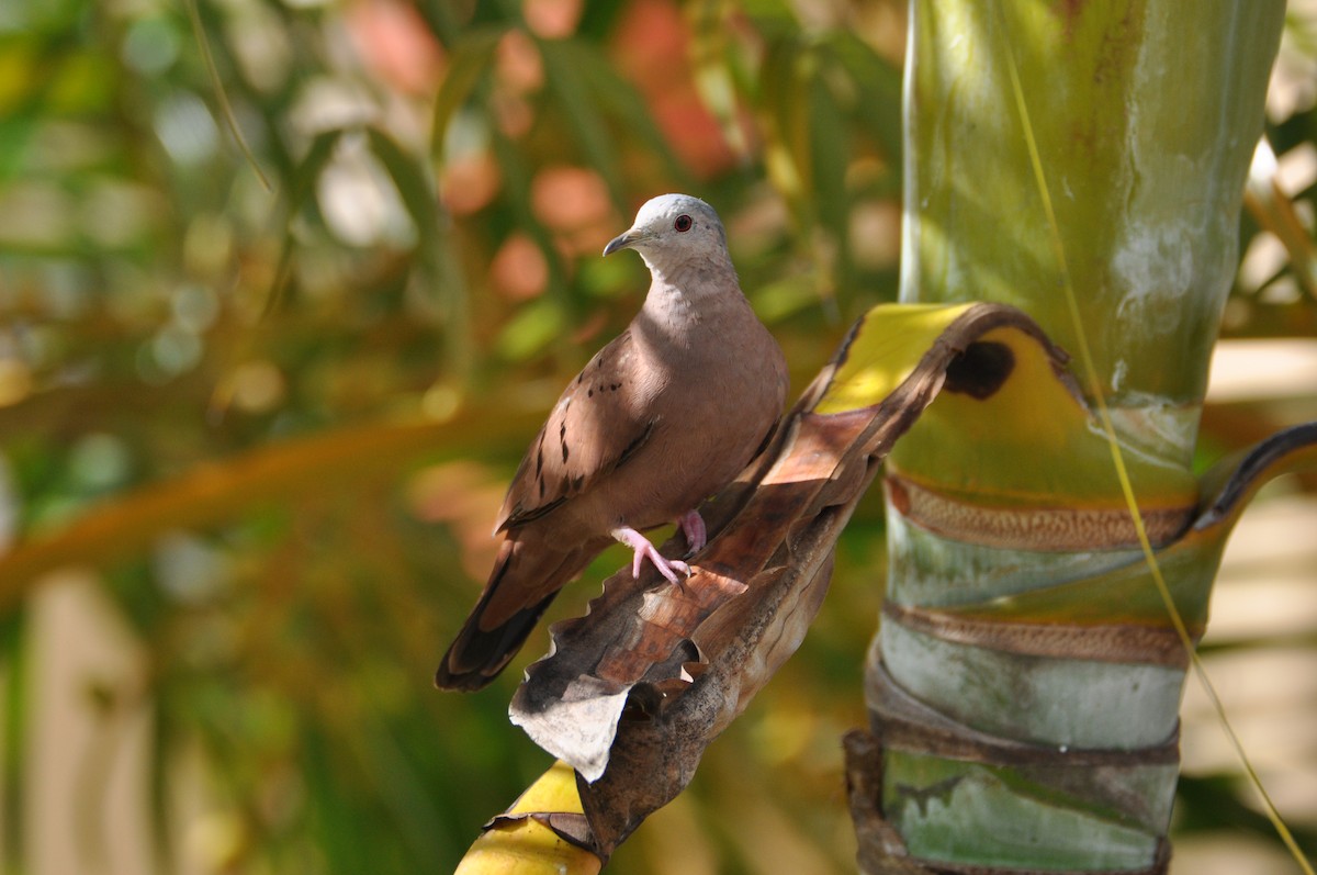 Ruddy Ground Dove - Etienne Pracht