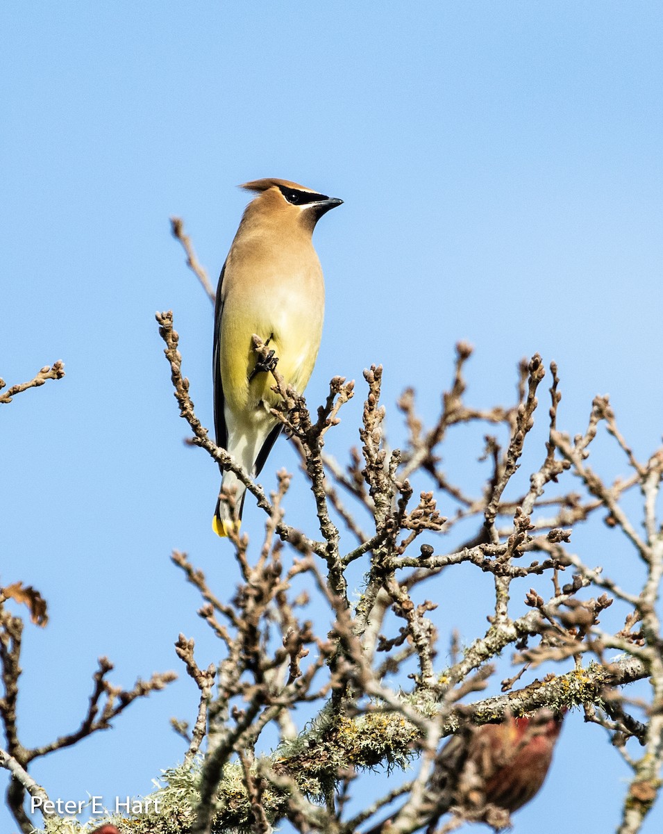 Cedar Waxwing - ML134371081