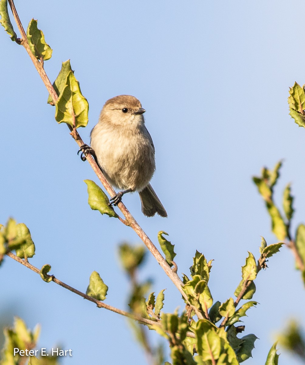 Bushtit - ML134371191