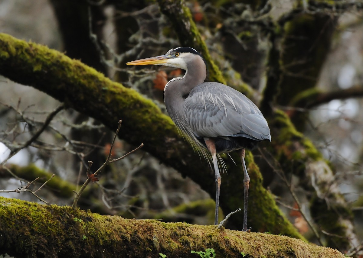 Garza Azulada - ML134372371