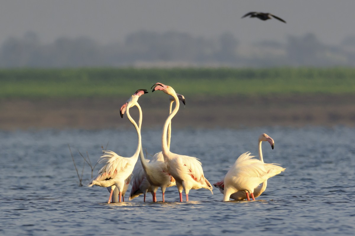 Greater Flamingo - ML134372451