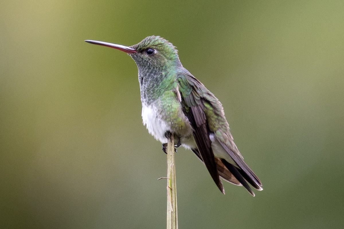 Glittering-throated Emerald - Steven Whitebread