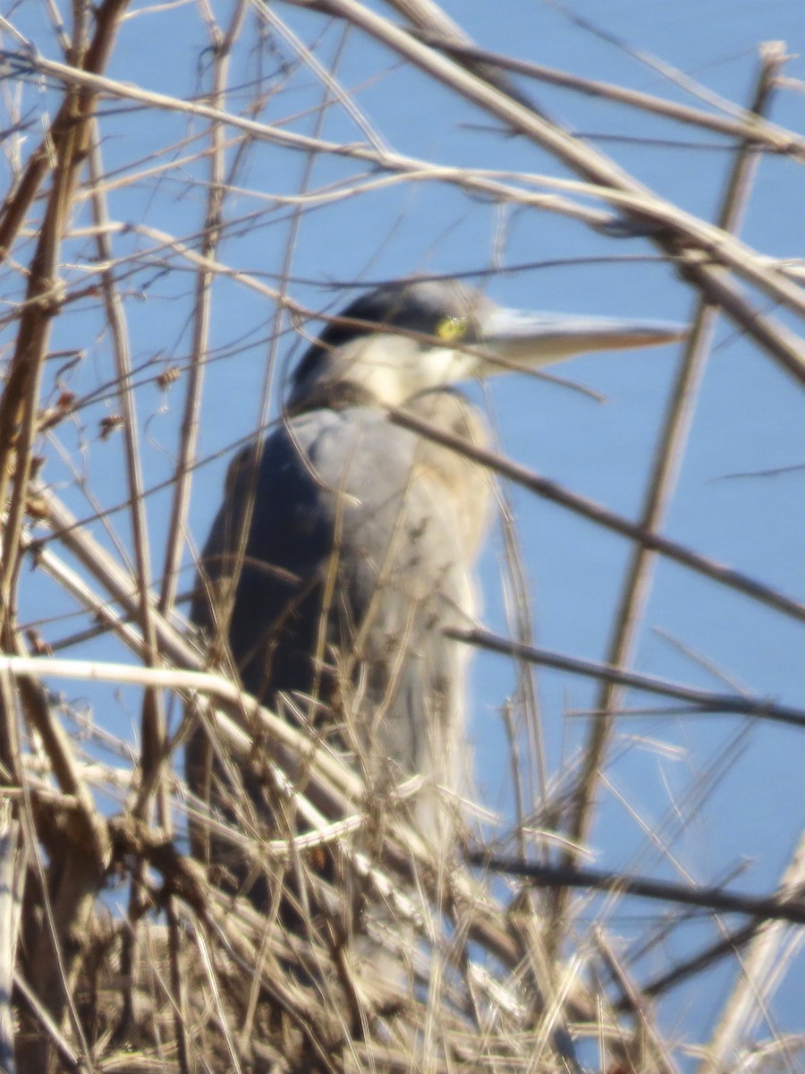 Great Blue Heron - David Marjamaa